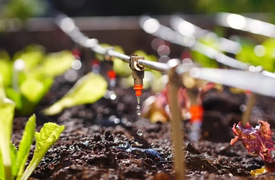Irrigazione del proprio orto: quali accorgimenti seguire
